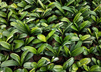 君子兰久不开花怎么办 如何养猛开花