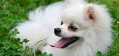 长的像狐狸的狗叫什么名字 博美酷似狐狸但性格截然不同