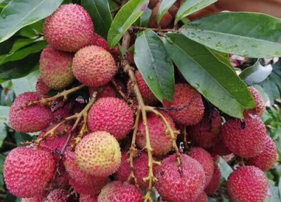 荔枝是热带水果吗 荔枝属于热带水果吗