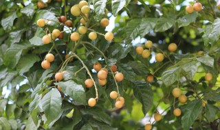 黄皮果冬天怎么浇水 黄皮果冬天如何浇水