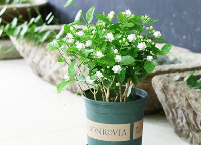 茉莉花叶子颜色变浅是怎么回事 茉莉叶子浅绿色是缺肥吗