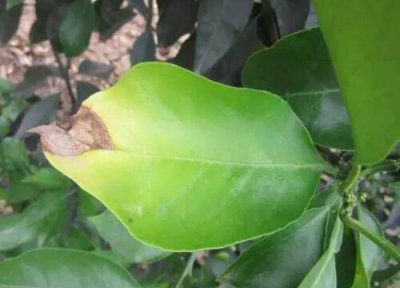 柑桔炭疽病发病原因 柑桔炭疽病的发病原因及治疗方法