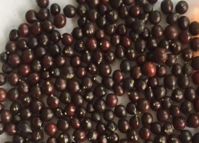 栾树种子播种时间 栾树种子什么时候播种最好