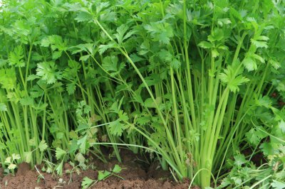 蔬菜种植条件 蔬菜栽培技术与管理方法