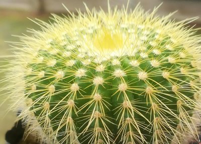 为什么家中千万不能摆仙人球 如果家中有仙人球就扔掉吗