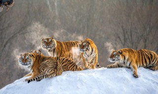 属虎狮子座戴什么转运符 属虎狮子座戴什么好