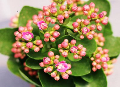 长寿花怎么养花骨朵才多 长寿花不长花骨朵怎么补救