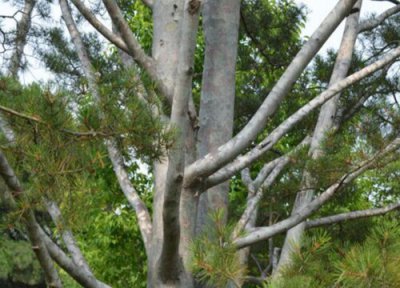 白皮松一年能长多高 每年能长多少