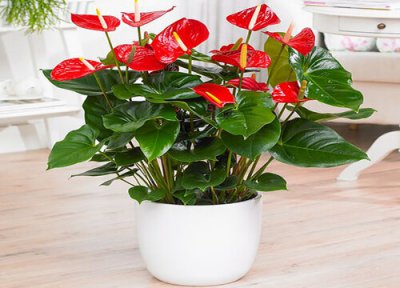 红掌养护要点 红掌养护一定要避开的错误