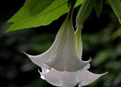 曼陀罗花期 曼陀罗花期是什么时候