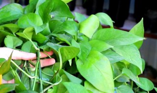 绿萝怎么过冬 绿萝冬天养殖方法介绍
