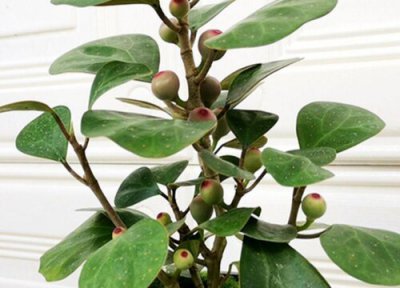 小盼菩提果实能吃吗 小盼菩提果实有什么用