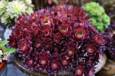 法师淋雨后掉叶子怎么挽救 夏天法师淋雨叶子出现黑斑