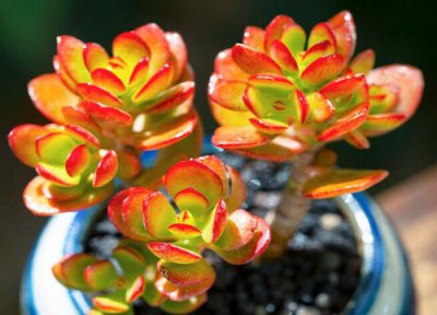 玉树下面的叶子发软是怎么回事 玉树枝条和叶片突然发软是什么原因