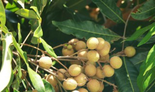 果树有哪些嫁接方法 果树嫁接常用的方法