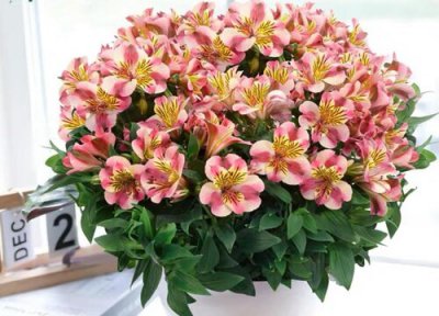 六出花的花期时间 六出花花期是什么时候