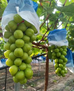 中国葡萄苗哪个品种最好 种植葡萄可以选择什么品种葡萄苗