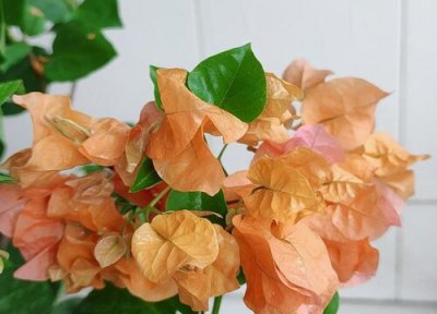 三角梅开花后的修剪 三角梅花谢后如何修剪下一波花开更多