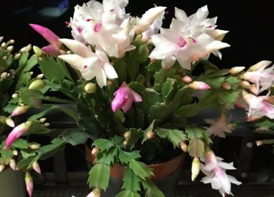 蟹爪兰多开花需啥花肥 蟹爪兰多开花的养护秘诀分享