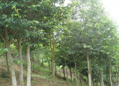 沉香和檀香区别 沉香和檀香的区别