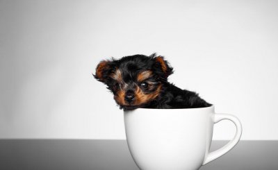 茶杯犬的习性介绍 为何市场上茶杯犬价格高昂却供不应求