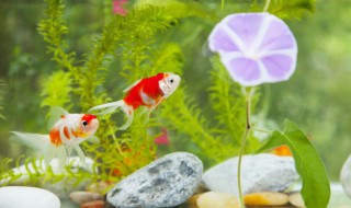 鱼缸旁边适合摆什么摆件 鱼缸上放什么摆件招财