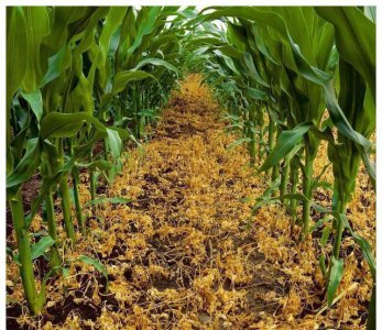 玉米涝害减产危害原因及防御措施 玉米涝灾后怎么补救