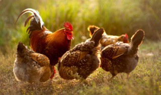 冬天杀好的鸡怎样长期保存 冬天杀好的鸡如何长期保存