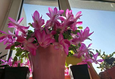 春季施肥以什么肥为主 春天给花施肥注意事