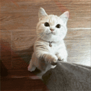 招猫喜欢的人有灵性特质 特别招猫喜欢的人有哪些特点