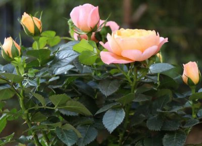 玫瑰花突然叶子蔫了怎么办 一盆玫瑰花叶子蔫了怎么挽救