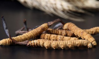 冬虫夏草男人吃有什么好处 冬虫夏草男人吃有哪些功效与作用呢