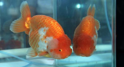 金鱼的寿命最长能活多少年 影响金鱼寿命的因素有什么