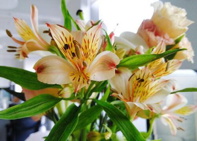 六出花夏天晒太阳 六出花怎么度夏安全