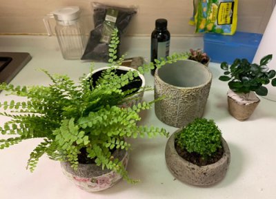 鸟巢蕨冬天怕冷吗 越冬温度控制多少合适