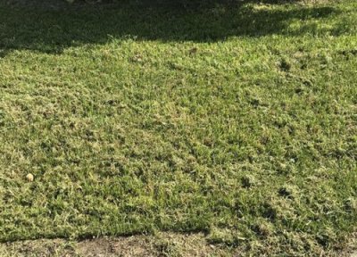 四季青怎么修剪好看 四季青什么时候修剪合适