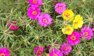 太阳花在水里能泡几天发芽 太阳花种子几天能发芽