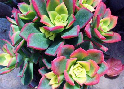 艳日辉夏天怎么养护 冬季怎样才能把艳日辉管理好呢