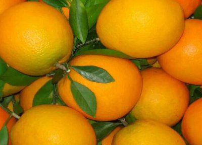 水果和蔬菜区别 水果和蔬菜的区别