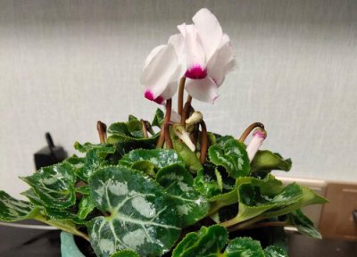 仙客来怎么繁殖 简单繁殖方式