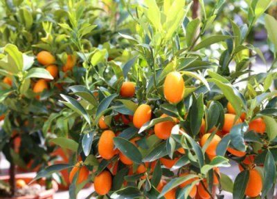 盆栽金桔怎么管理能多结果 金桔树怎么养能开花结果实多