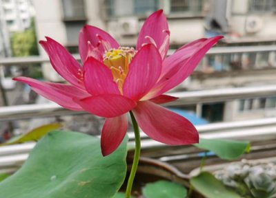 睡莲适合放在卧室吗 放卧室对身体有害吗