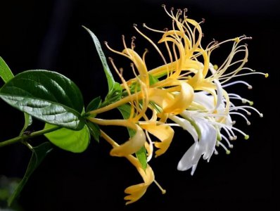 金银花是什么样子特点图片 金银花用什么用途及价值