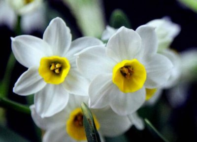 水仙的寓意和花语是什么意思 水仙花象征着纯洁和吉祥