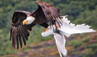 雕和鹰的区别在哪里 雕和鹰的区别介绍