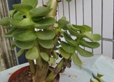 多肉金钱木的养殖方法 多肉金钱木的养殖方法和注意事项