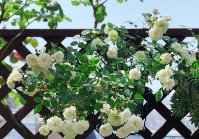 绿冰月季优缺点 藤本耐晒月季绿冰花期长、养护时耐晒