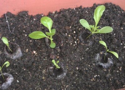 万寿菊发芽环境 万寿菊怎么发芽快