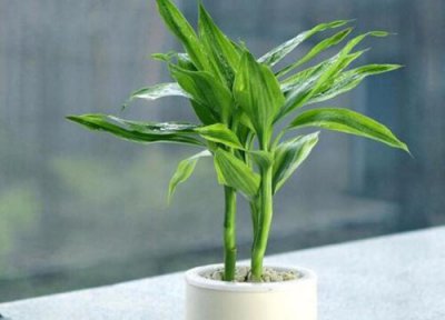 寓意发财的植物 代表发财寓意的植物小盆栽