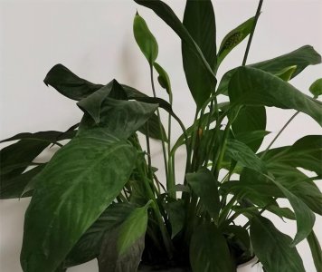 白掌叶子下垂变软怎么补救 白掌叶片耷拉下来是什么原因